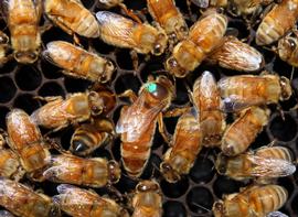  Marked queen with poorly defined retinue; photo by The BeeMD photo collection
