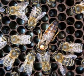  Marked queen with clipped right wing; photo by Robert Snyder
