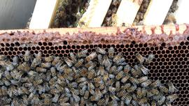  Propolis along top bar of frame; photo by Dewey M. Caron
