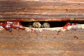  Propolis (reddish colored) used to close damage to wooden hive possibly due to mouse gnawing; photo by The BeeMD photo collection
