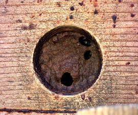  Bees using propolis to reduce entry/exit circle to single bee-size holes; photo by Dewey M. Caron
