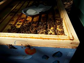  Propolis on edge of box; photo by Dewey M. Caron
