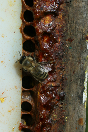  Bees using propolis to reduce hive entrance/exit holes to one-bee-size; photo by The BeeMD photo collection
