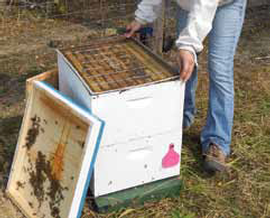  Adding queen excluder above brood before supering; photo by Dewey M. Caron
