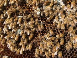  Remains of a dead winter cluster; bee butts fill empty cells in futile attempt to keep warm; photo by The BeeMD photo collection
