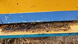  Dead bees on bottom board awaiting removal from the hive by undertaker bees; photo by Dewey M. Caron
