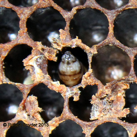  Capped cells opened to view SBV-infected larvae; photo by Robert Snyder
