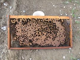  Spotty pattern with scattered drone brood (dome-shaped cells); photo by The BeeMD photo collection
