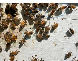  Scenting bees at colony entrance; photo by Dewey M. Caron
