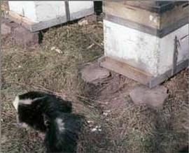  Skunk visiting colony at night; note ground digging, scratch marks on hive, and mud at entrance; photo by Dewey M. Caron
