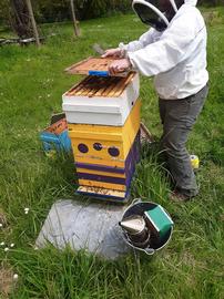  Bee smoker in metal pail as fire protection; photo by Dewey M. Caron
