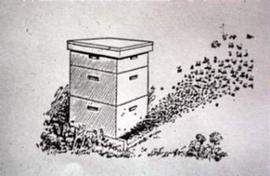  Illustration of swarm leaving a colony; illustration by Honey Bee Biology and Beekeeping
