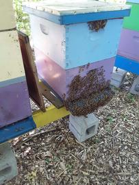  Bees bearding at the hive entrance in hot weather; photo by The BeeMD photo collection
