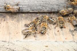  Undertaker bees removing dead adults; photo by The BeeMD photo collection
