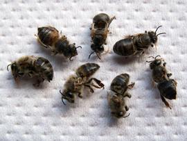  Workers with deformed wings; photo by Penn State University
