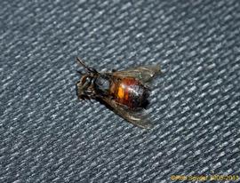  Dead hairless, black bee; photo by Robert Snyder
