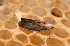  Wax moth adult; photo by The BeeMD photo collection
