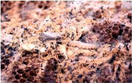  Wax moth adult and caterpillar in silken tunnel frass; note black fecal pellets; photo by Dewey M. Caron
