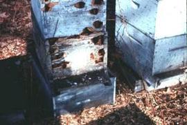  Woodpecker damage to hive; photo by University of Delaware
