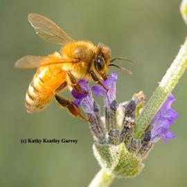  Forager; photo by Kathy Keatley Garvey
