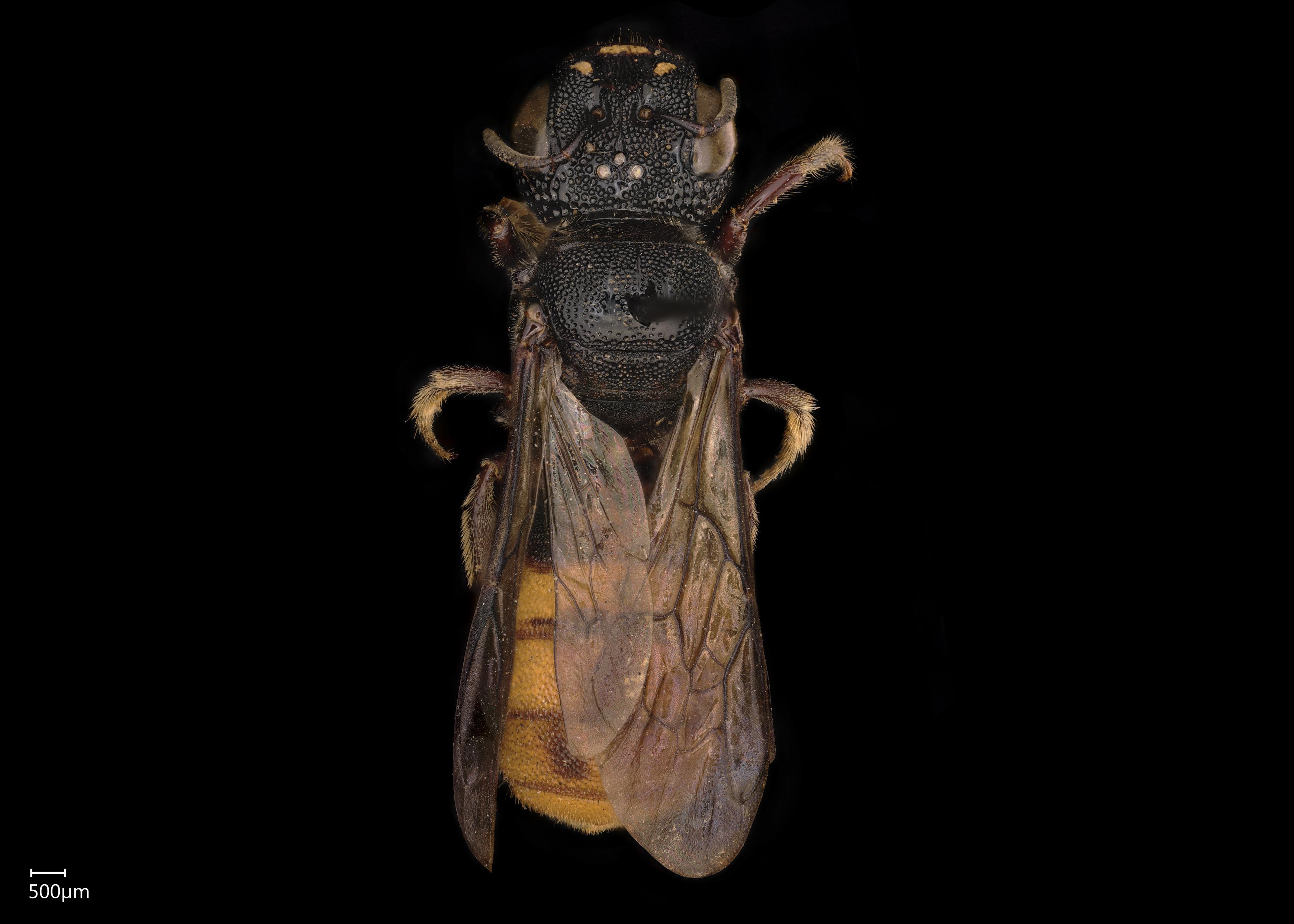 Ceratina #40; Megaceratina #41; | Exotic Bee ID