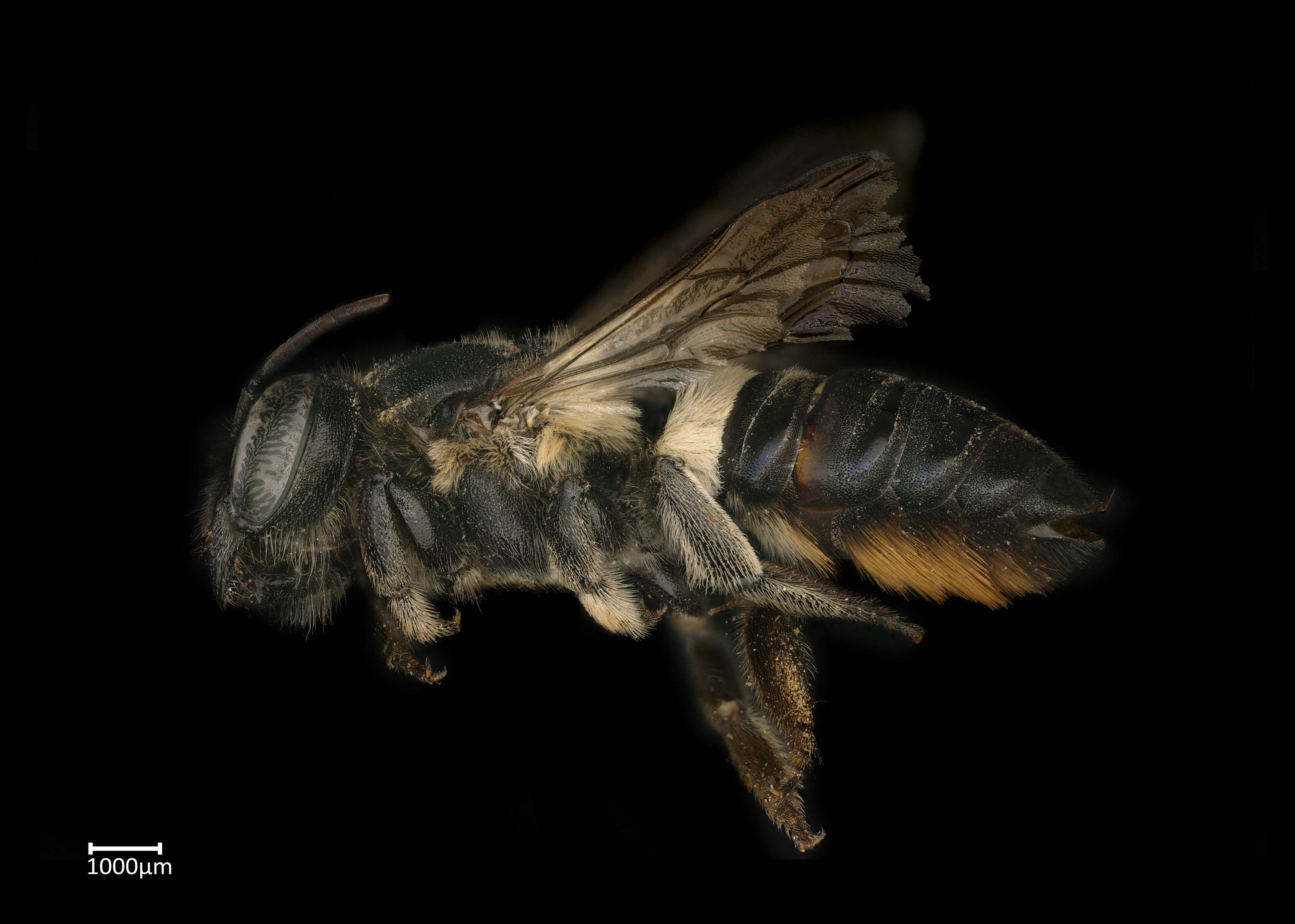 Megachile #40; Aethomegachile #41; | Exotic Bee ID