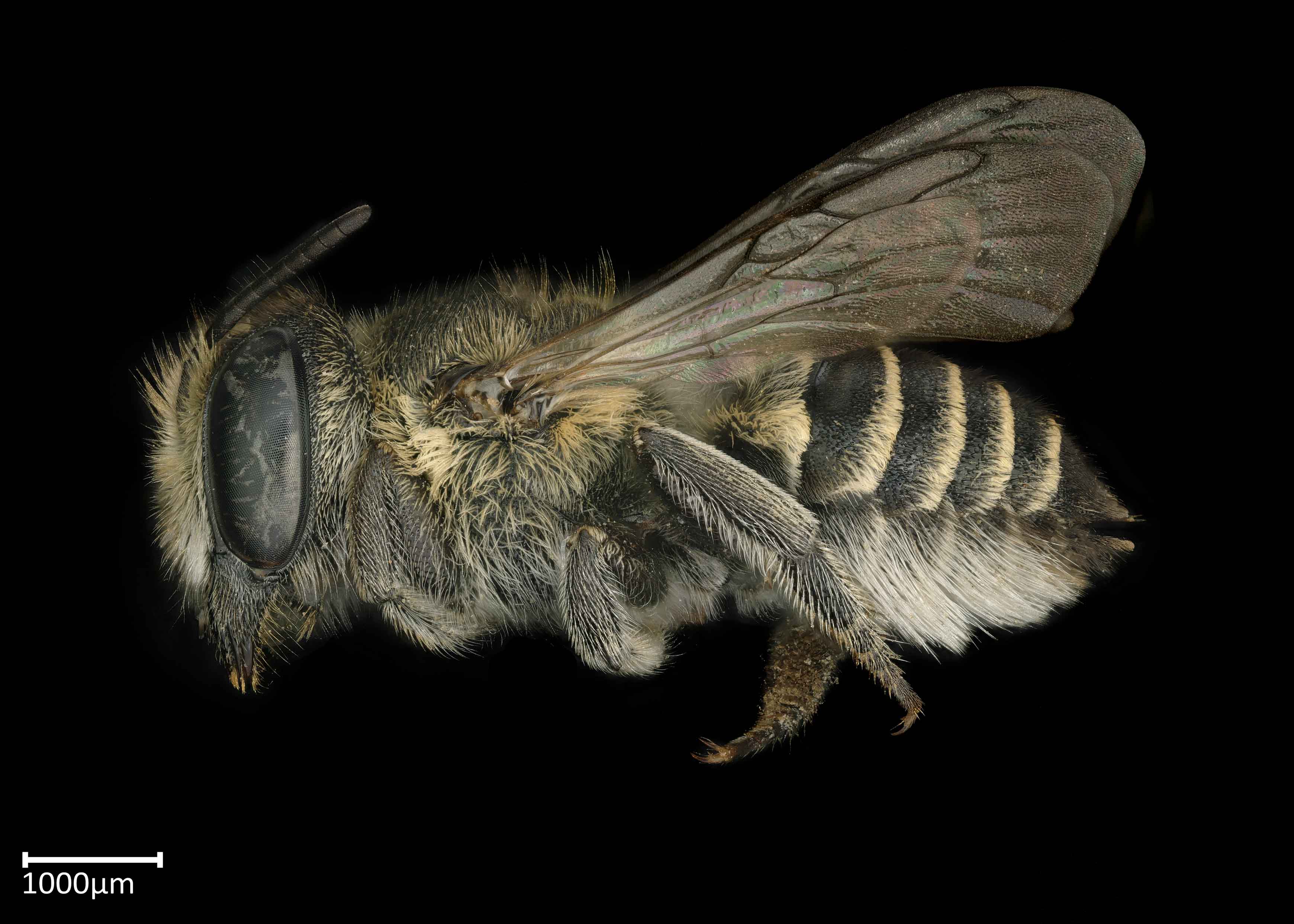 Megachile #40; Eutricharaea #41; | Exotic Bee ID