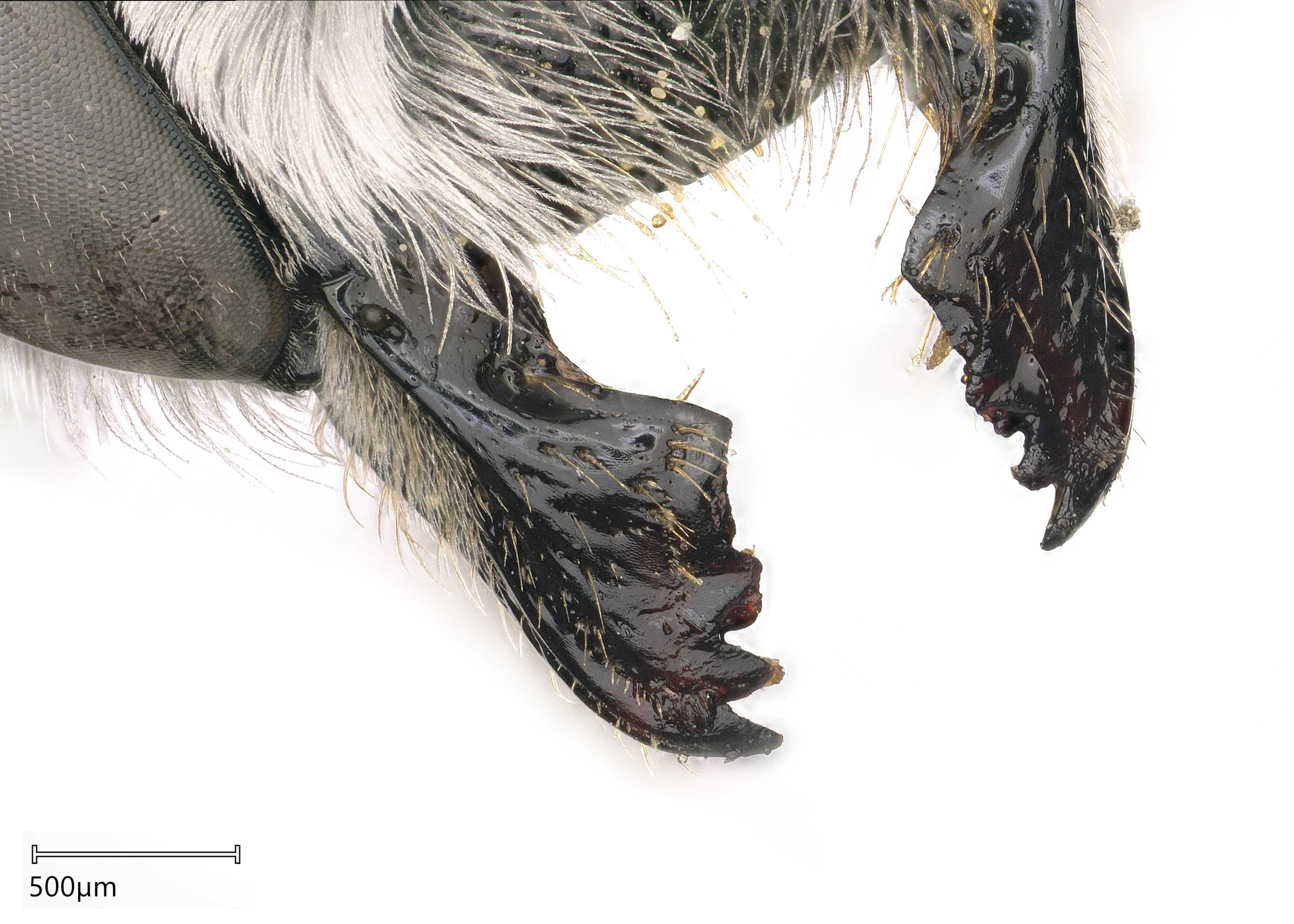 Megachile #40; Litomegachile #41; | Exotic Bee ID
