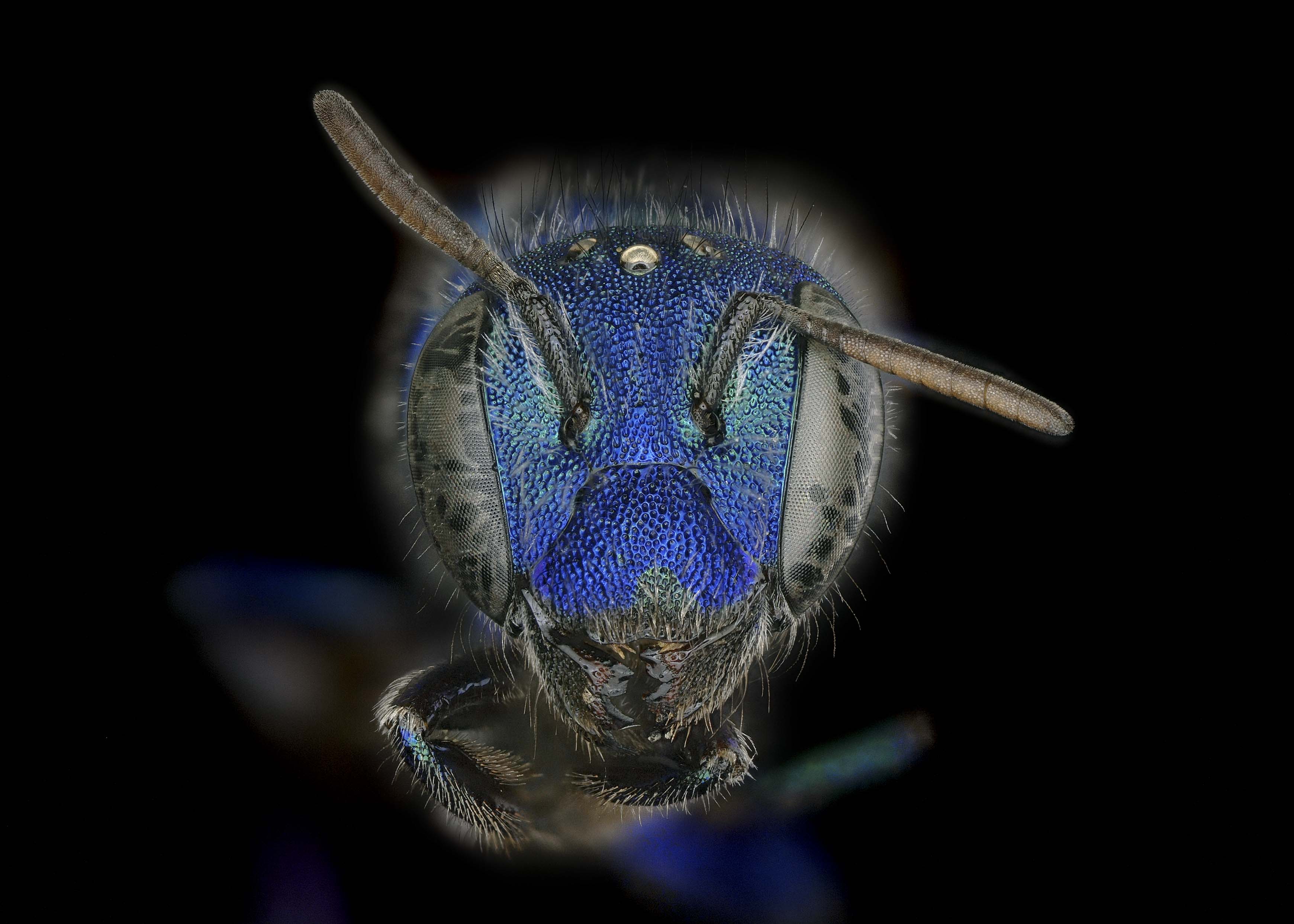 Osmia #40; Melanosmia #41; | Exotic Bee ID