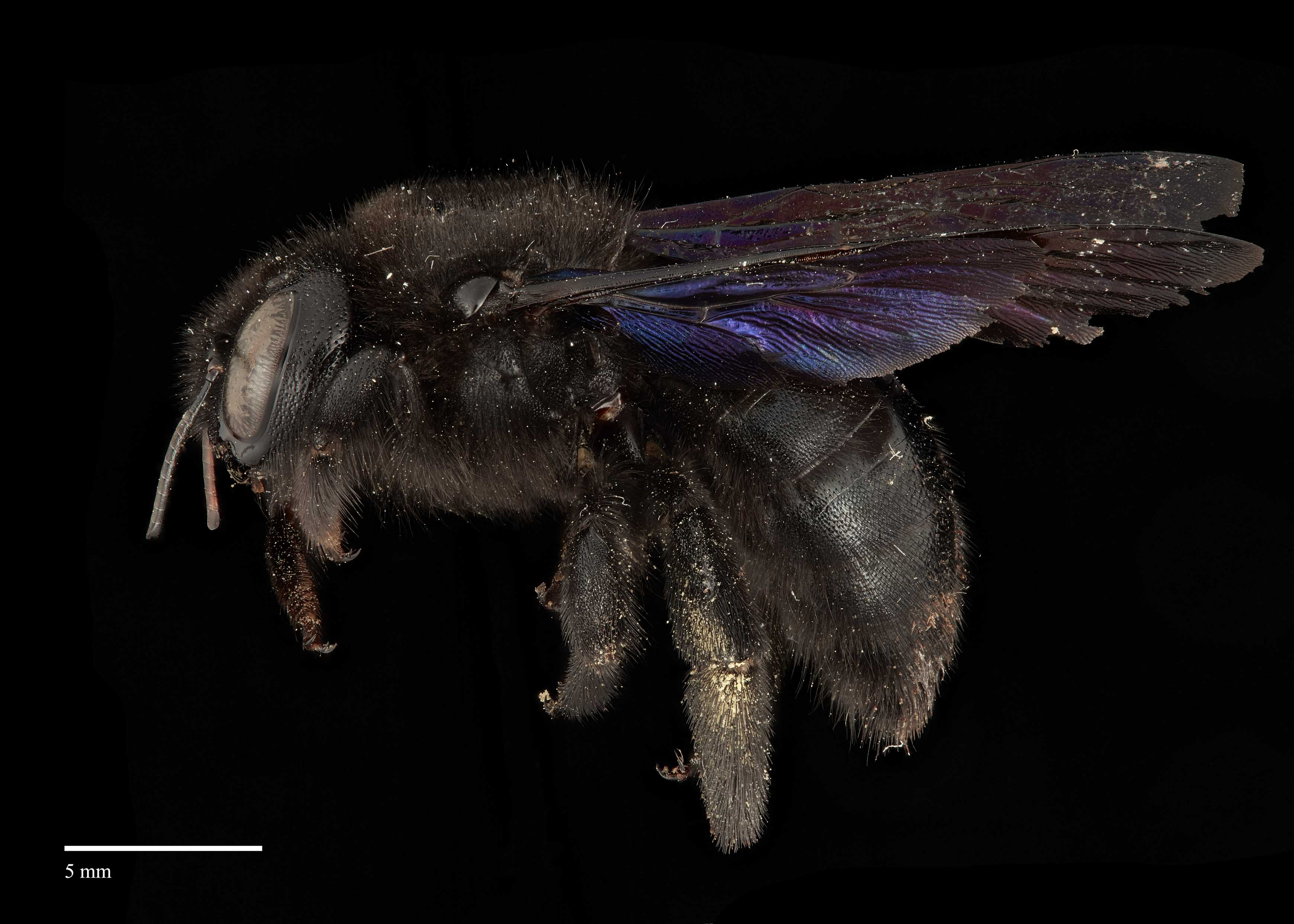 Xylocopa s. str. | Exotic Bee ID