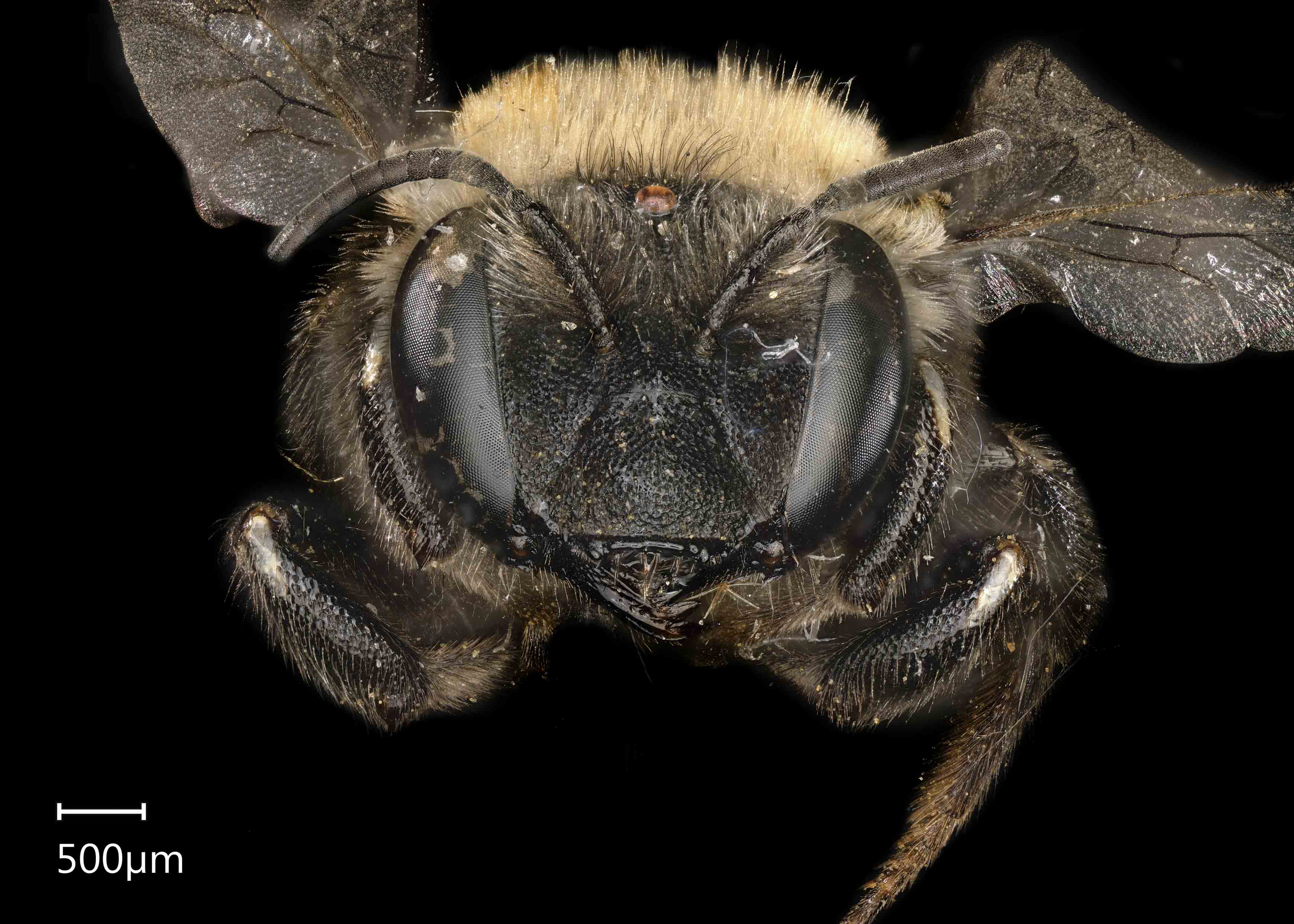 Anthidium Emarginatum Exotic Bee Id