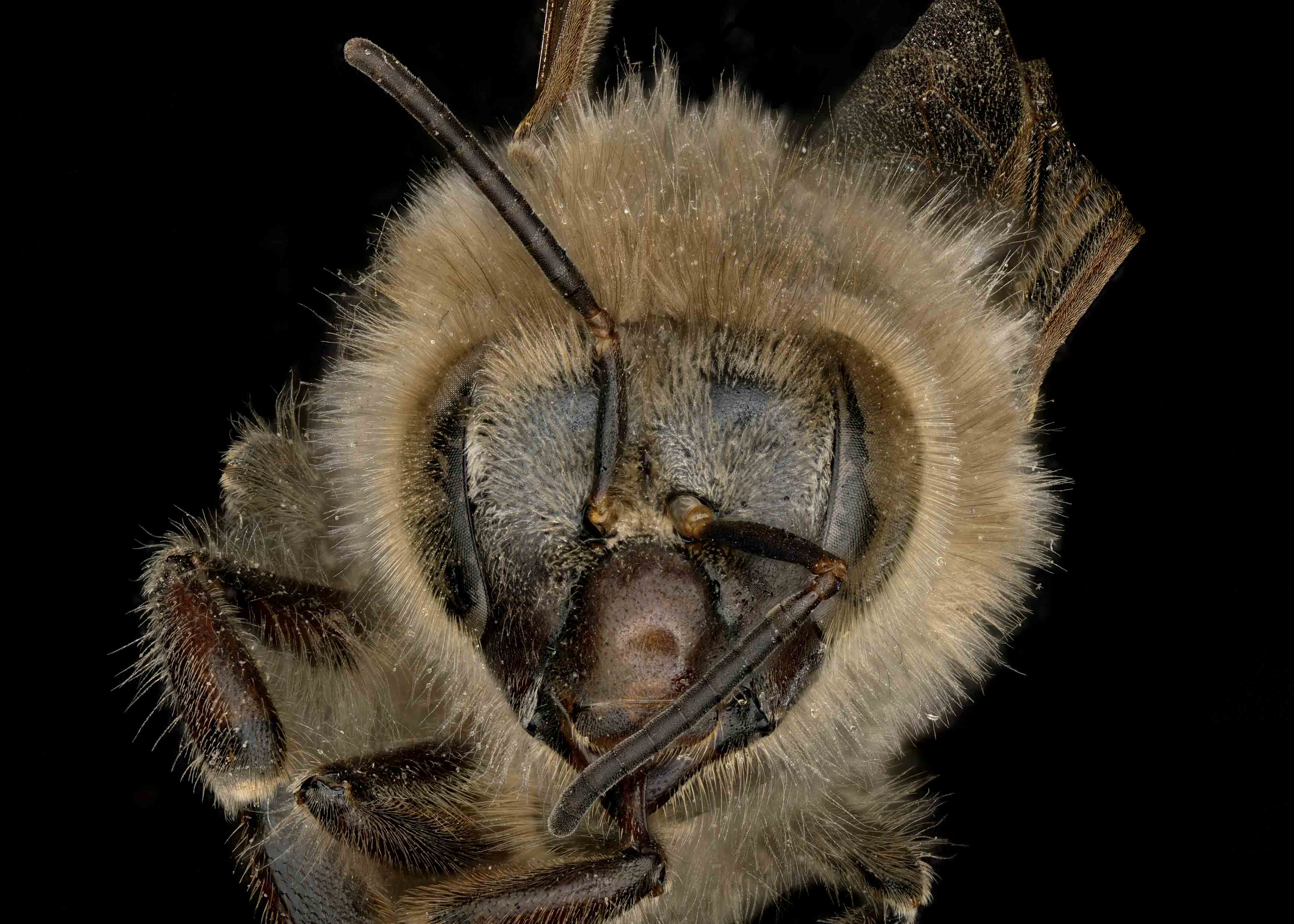 Apis mellifera | Exotic Bee ID