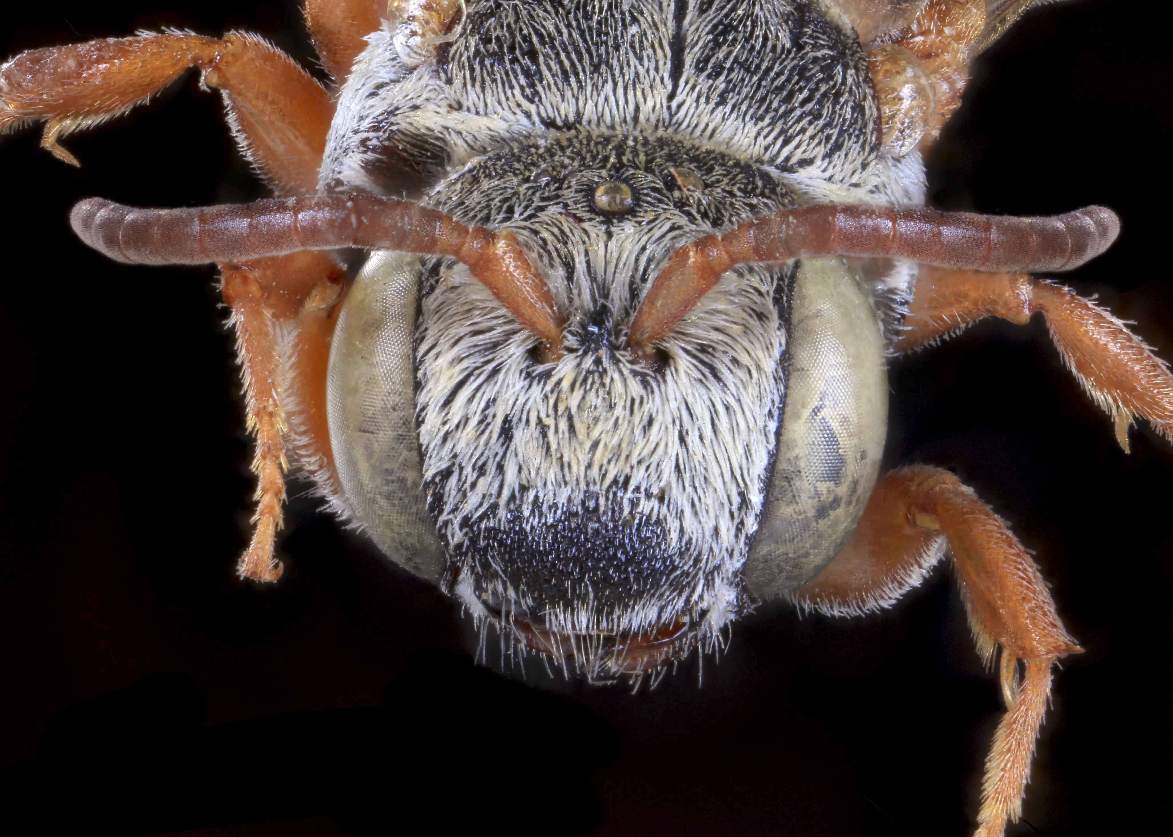 Ensliniana Exotic Bee ID Ensliniana Exotic Bee ID