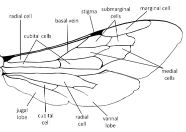 	Wing (genus <em>Osmia</em>)
