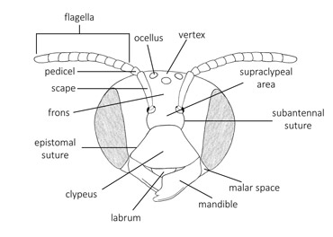 Head in frontal view (genus <em>Dianthidium</em>)