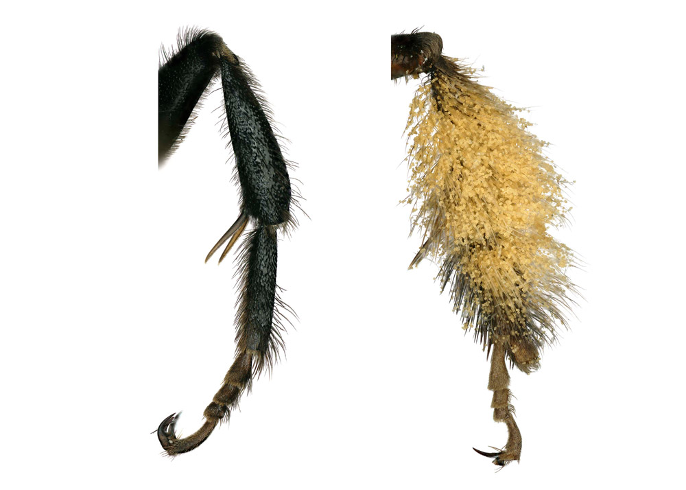 Male leg without scopa (left); female leg with scopa (right).