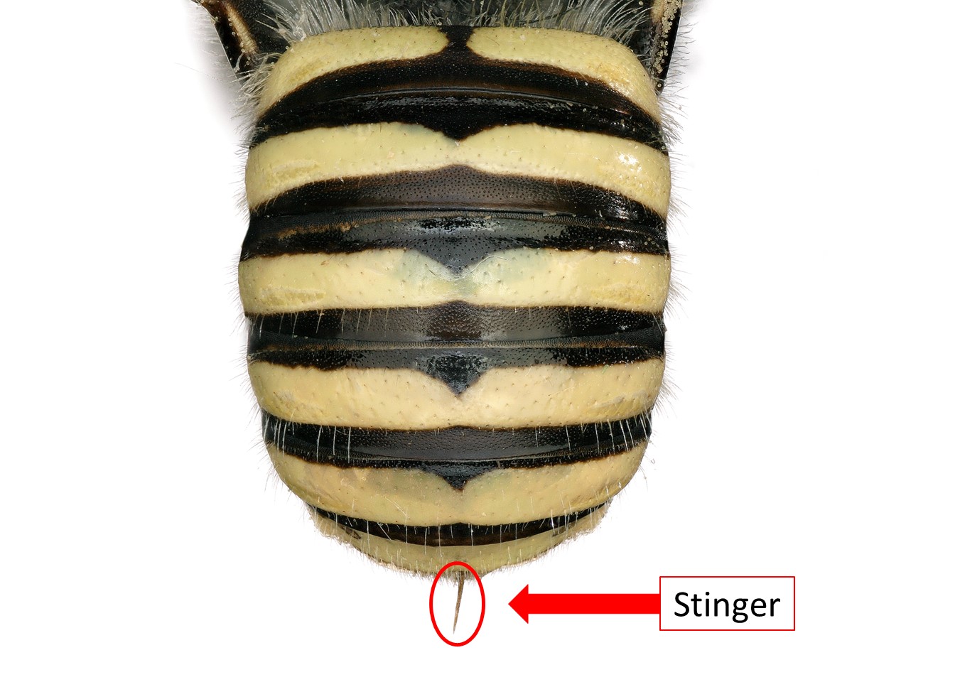 	Female with stinger