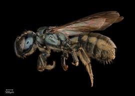   Ceratina ignara  female lateral habitus, photo: Joshua Hengel 
