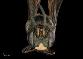   Ceratina ignara  male face, photo: Joshua Hengel 
