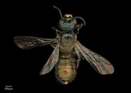   Ceratina ignara  male dorsal habitus, photo: Joshua Hengel 
