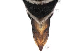   Coelioxys hirsutissima  female S6, photo: C. Ritner 
