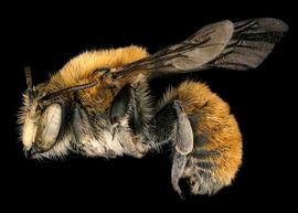   Trachusa mitchelli  female lateral habitus, photo: C. Ritner 
