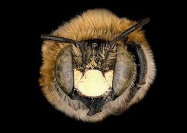   Trachusa mitchelli  male face, photo: C. Ritner 
