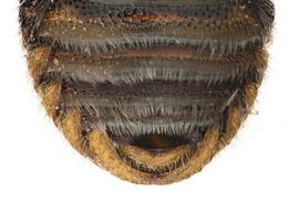   Anthodioctes calcaratum  male sterna, photo: C. Ritner
