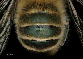   Osmia scheherazade  male abdomen, photo: Chelsey Ritner 
