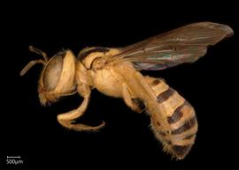   Ceratina beata  female lateral habitus, photo: Chelsey Ritner 
