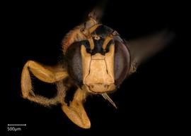   Ceratina banguetensis  male face, photo: Chelsey Ritner 
