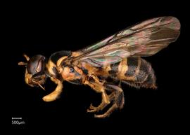   Ceratina banguetensis  male lateral habitus, photo: Chelsey Ritner
