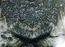   Aglaoapis tridentata  female scutum and metanotum, photo: C. Ritner 
