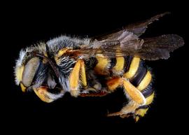   Anthidium oblongatum  male lateral habitus, photo: C. Ritner 
